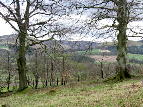 a view at Witch Wood