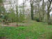 Witch Wood 